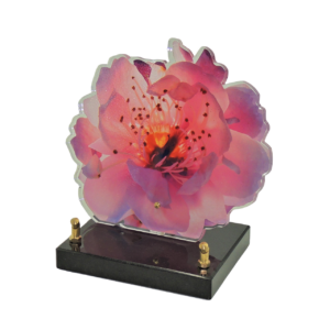 IFLEUR 004
