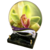 ORCHIDEE